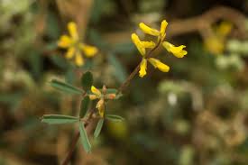 Attēlu rezultāti vaicājumam “Melilotus wolgicus”