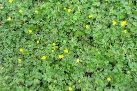 Attēlu rezultāti vaicājumam “Ranunculus cassubicus”