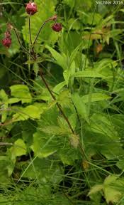 Attēlu rezultāti vaicājumam “Geum rivale leaf”