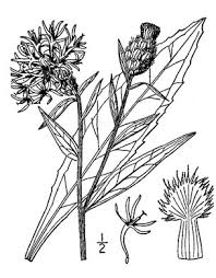 Attēlu rezultāti vaicājumam “Centaurea jacea fruit”