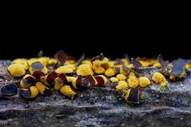 Attēlu rezultāti vaicājumam “Perichaena depressa spores”