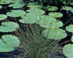 Attēlu rezultāti vaicājumam “Juncus filiformis”