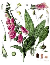 Attēlu rezultāti vaicājumam “Digitalis purpurea fruit”