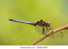 Attēlu rezultāti vaicājumam “Orthetrum brunneum”