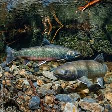 Image result for Salvelinus malma