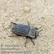 Attēlu rezultāti vaicājumam “Opatrum sabulosum”