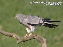 Attēlu rezultāti vaicājumam “Circus pygargus”