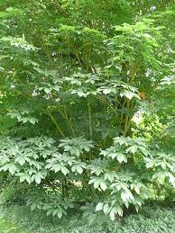 Attēlu rezultāti vaicājumam “Aesculus flava leaf”
