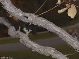 Attēlu rezultāti vaicājumam “Gymnocladus dioicus bud”