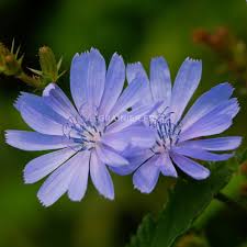 Image result for Chicorée