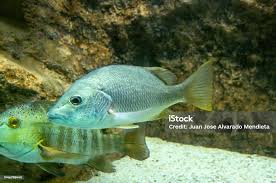 Image result for Lutjanus apodus