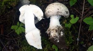 Attēlu rezultāti vaicājumam “Amanita strobiliformis”