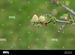 Attēlu rezultāti vaicājumam “Larix kaempferi female flower”
