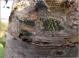 Attēlu rezultāti vaicājumam “Opegrapha atra”