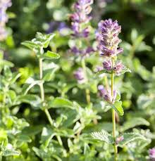 Attēlu rezultāti vaicājumam “Nepeta x faassenii leaf”