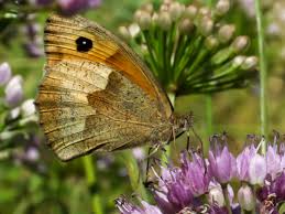 Attēlu rezultāti vaicājumam “Maniola jurtina male”