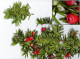 Attēlu rezultāti vaicājumam “Taxus”