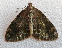 Attēlu rezultāti vaicājumam “Dysstroma truncata”