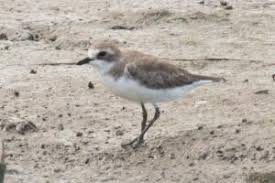 Image result for Charadrius mongolus