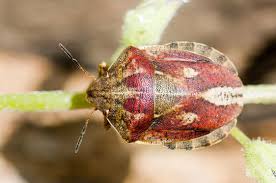 Attēlu rezultāti vaicājumam “Eurygaster testudinaria”