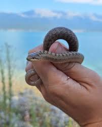 Attēlu rezultāti vaicājumam “Coronella austriaca adult”