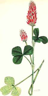 Image result for Trifolium incarnatum