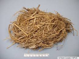 Attēlu rezultāti vaicājumam “Sturnus vulgaris nest”