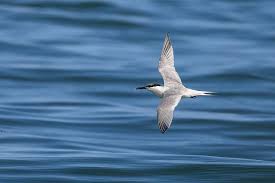 Attēlu rezultāti vaicājumam “Sterna sandvicensis adult”