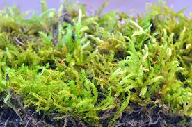 Attēlu rezultāti vaicājumam “Brachythecium”