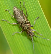 Attēlu rezultāti vaicājumam “Donacia”