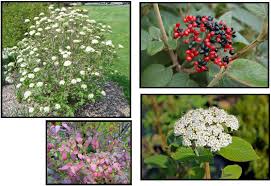 Attēlu rezultāti vaicājumam “Viburnum lantana”
