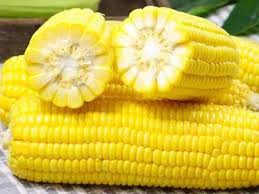 Image result for 春粒