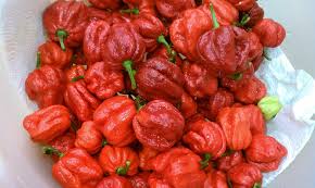 Afbeeldingsresultaat voor 7 pot hot pepper