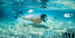 Image result for Wyndley Seals Snorkelling Club