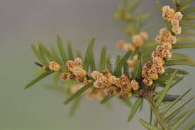 Attēlu rezultāti vaicājumam “Taxus baccata male flower”
