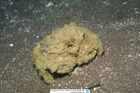 Attēlu rezultāti vaicājumam “Trichia ambigua”