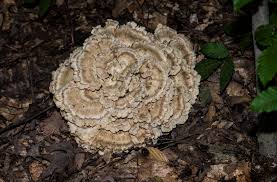 Attēlu rezultāti vaicājumam “Polypores”