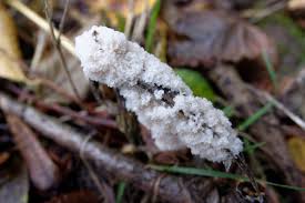 Attēlu rezultāti vaicājumam “Brefeldia maxima macro”