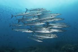 Image result for Dive Barracuda
