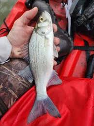 Image result for Morone chrysops