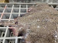 Image result for Amblyraja radiata