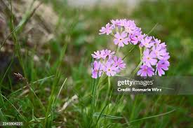 Attēlu rezultāti vaicājumam “Primula farinosa flower”