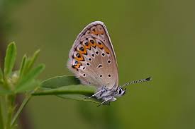 Attēlu rezultāti vaicājumam “Plebejus argus / Plebejus idas”