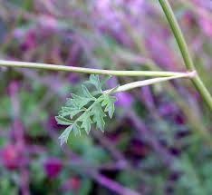 Image result for Pimpinella saxifraga