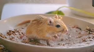 Image result for Gerbil