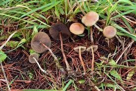 Attēlu rezultāti vaicājumam “Craterium aureonucleatum young”