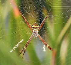Image result for st andrews cross spider