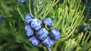 Attēlu rezultāti vaicājumam “Juniperus communis fruit”