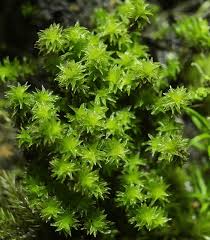 Attēlu rezultāti vaicājumam “Racomitrium canescens sporophyte”