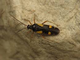 Attēlu rezultāti vaicājumam “Dryophilocoris flavoquadrimaculatus”